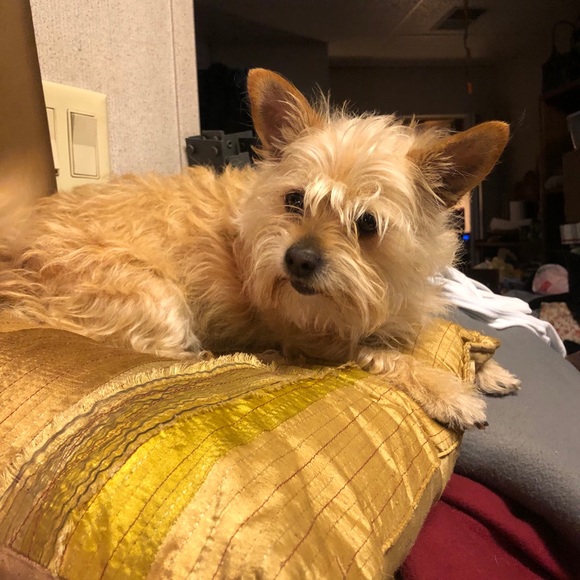 Meet your Posher, Christine and Bridgette🐾 - Picture 14 of 16